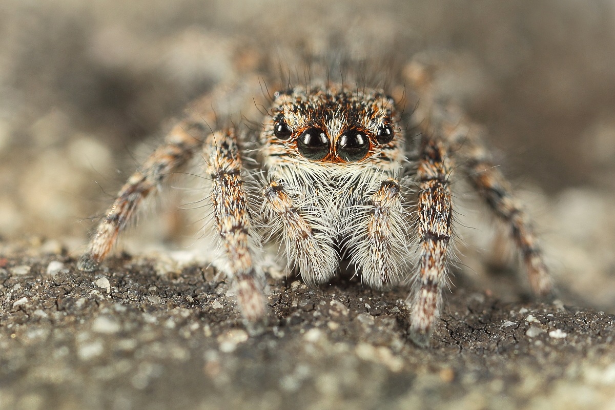 Jumping Spiders