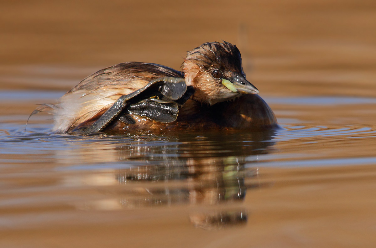 Little Grebe