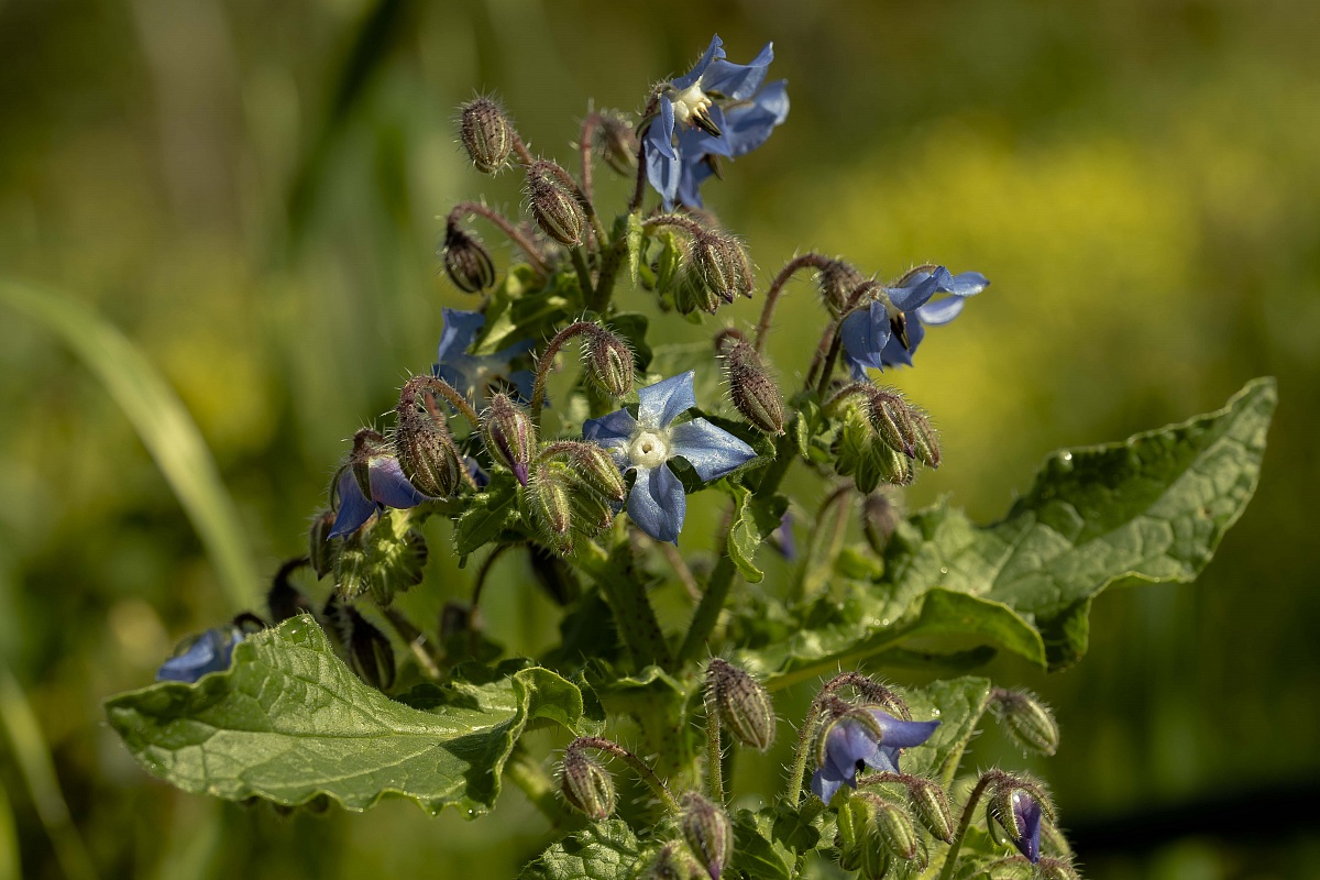 Borragine (Borago Officinalis)