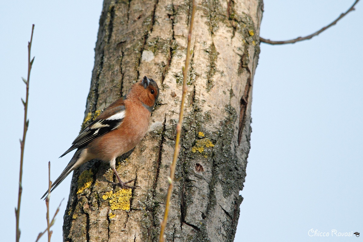 Chaffinch male.
