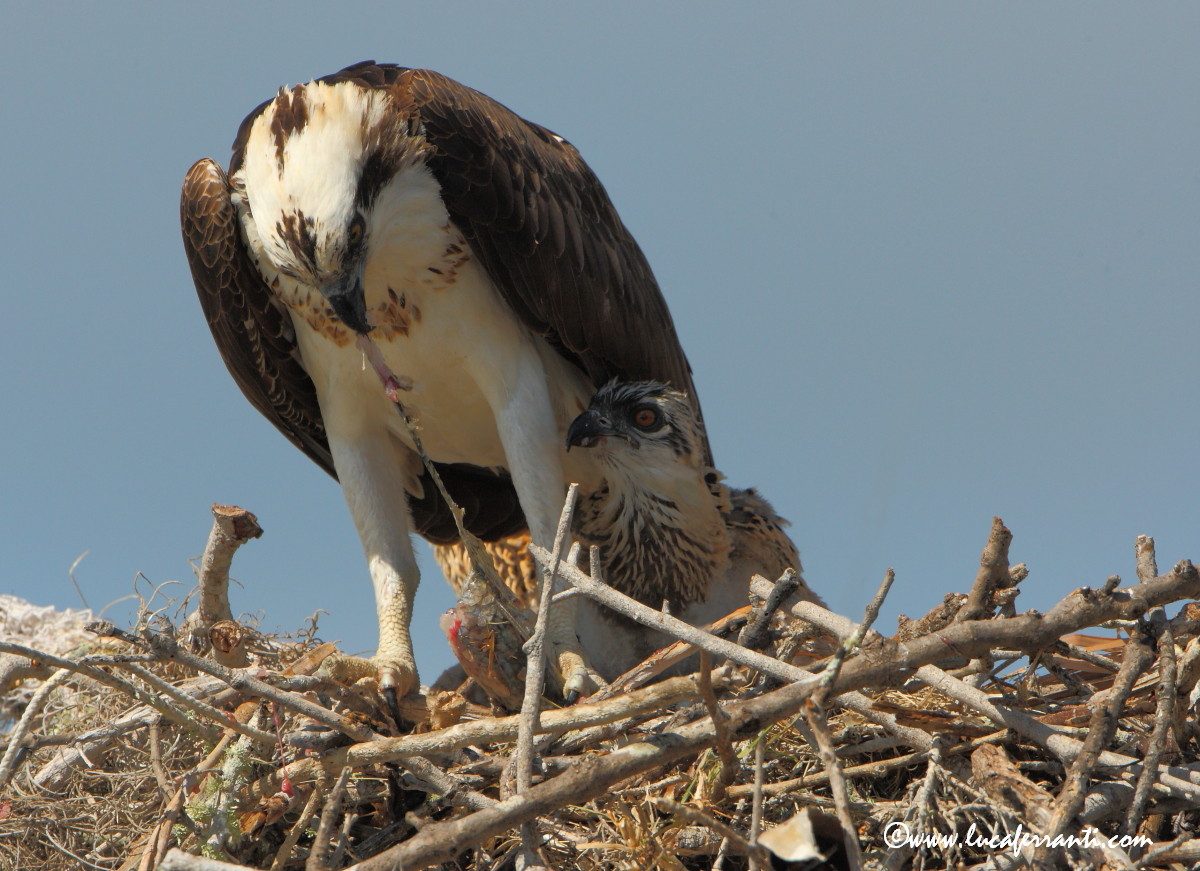Lunch is served ....