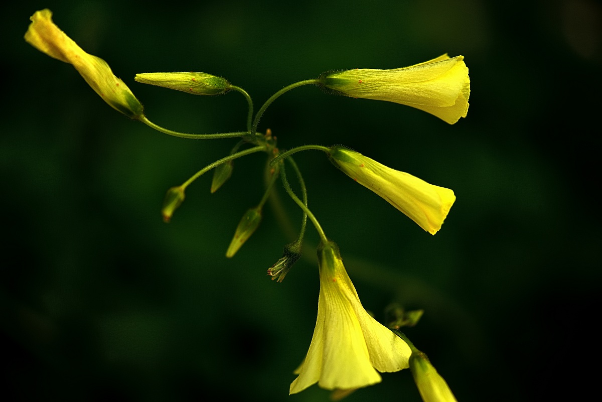 the dance of the flowers ...
