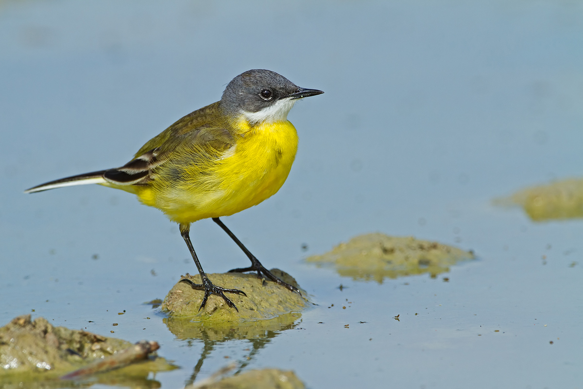 Cutrettola maschio ssp. cinereocapilla