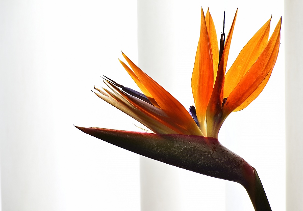 Strelitzia