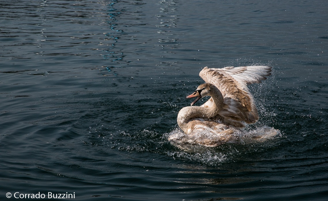 swimming swan