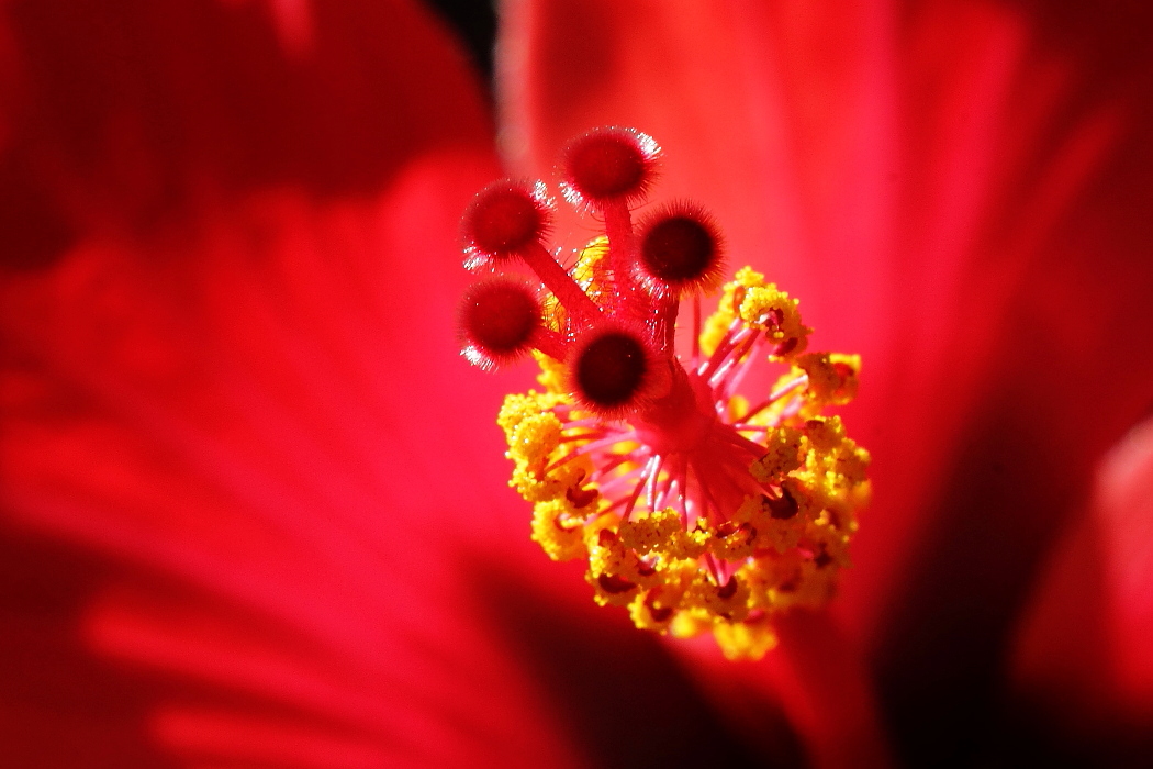 hibiscus