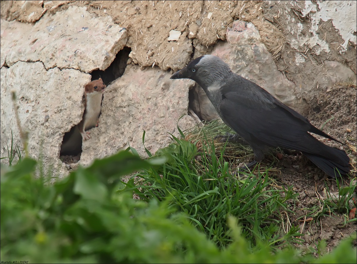 gelincik ve Kucuk Karga