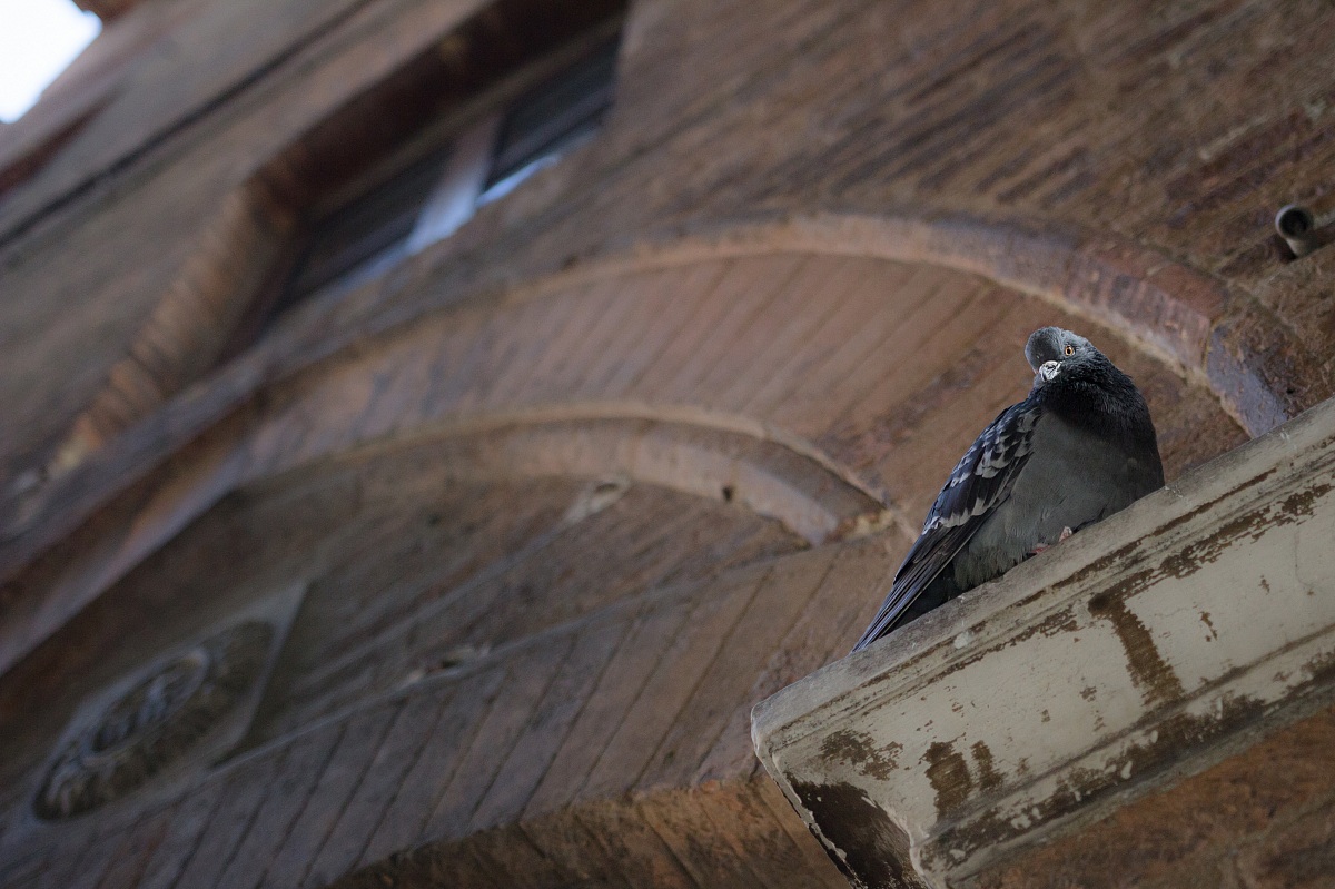 Piccione sul cornicione