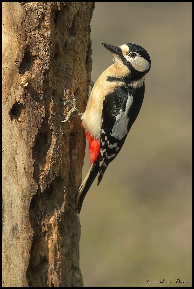Picchio rosso maggiore