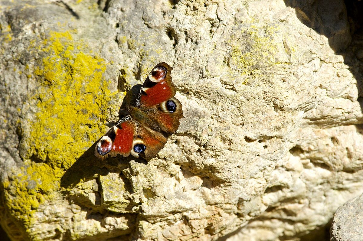 Eye of the Peacock (Inachis I)