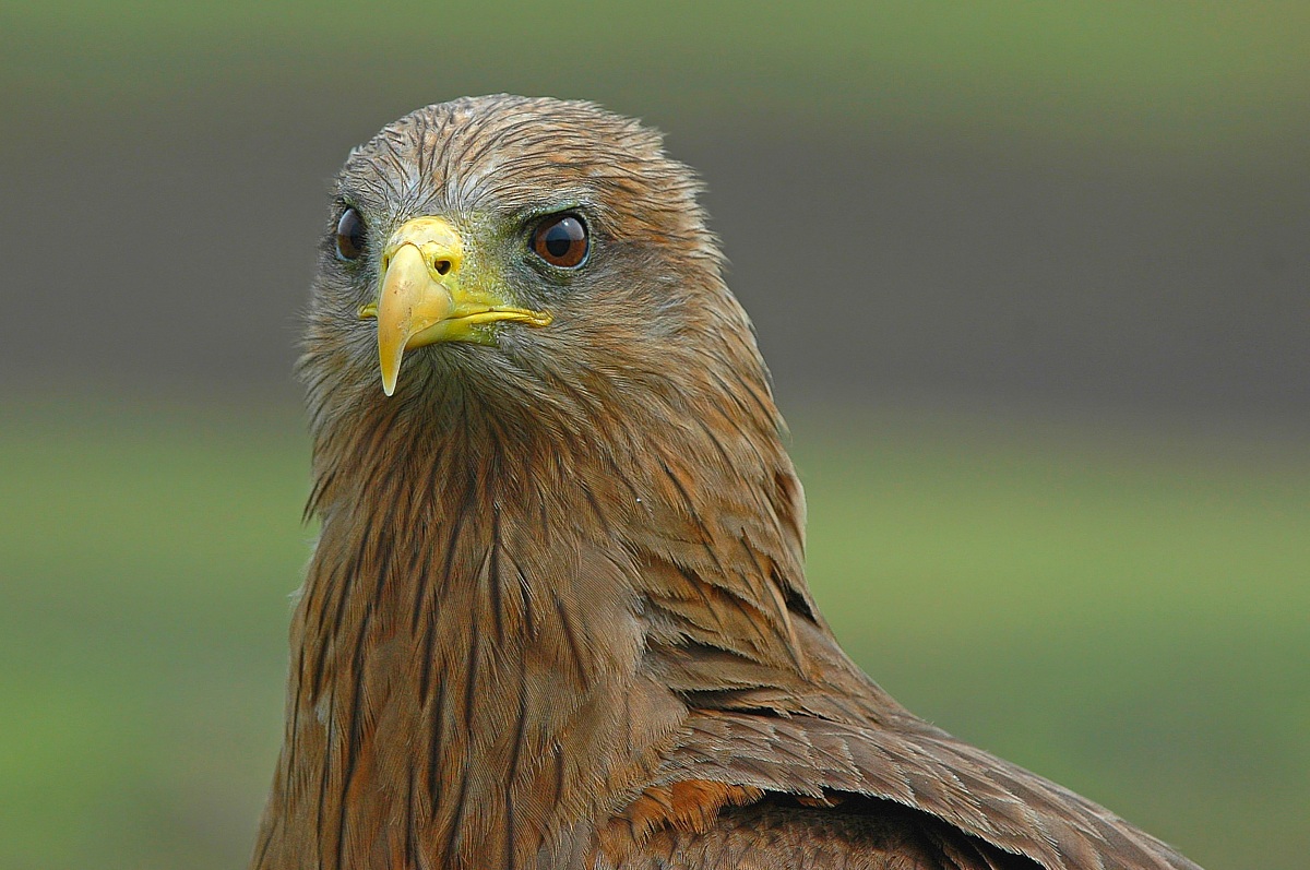 Arriva Maggie, meglio che ce ne andiamo