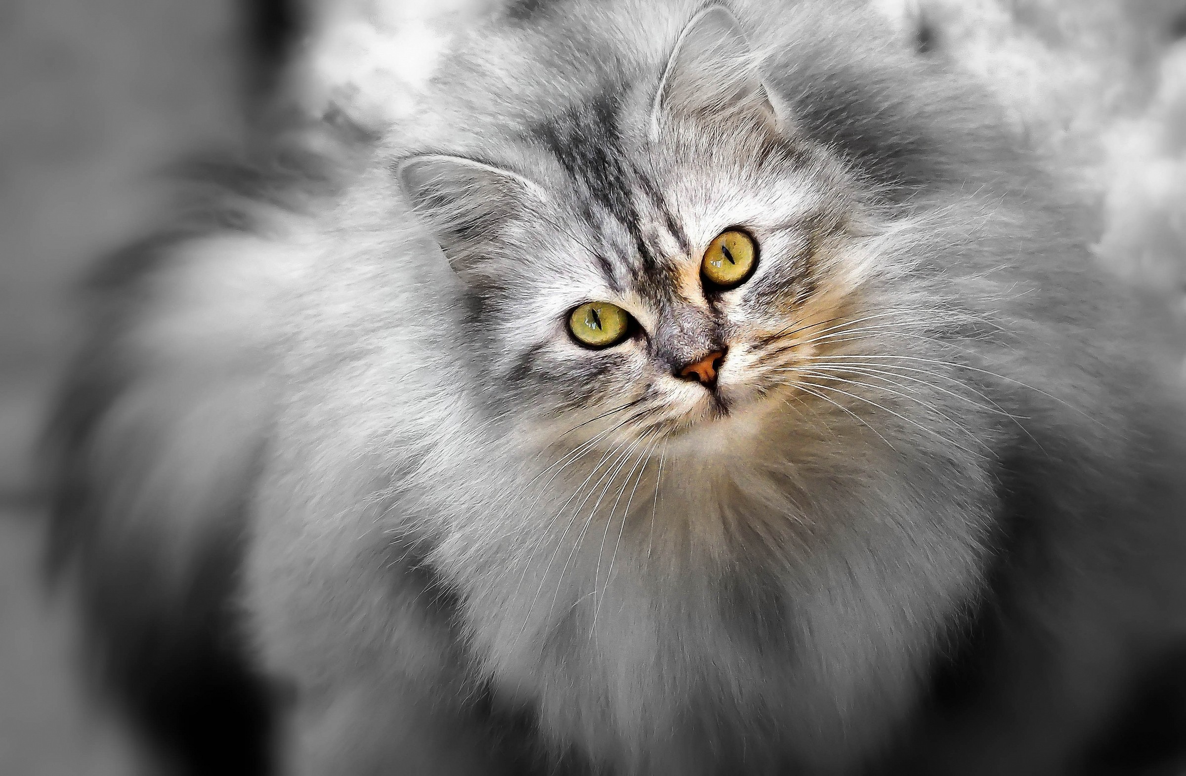 Grey..................