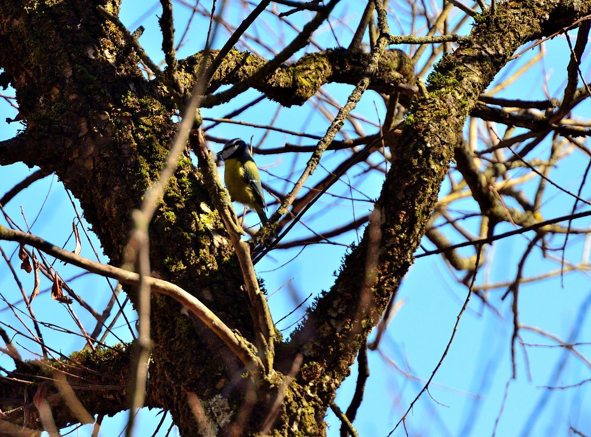 Cinciarella nel cuore