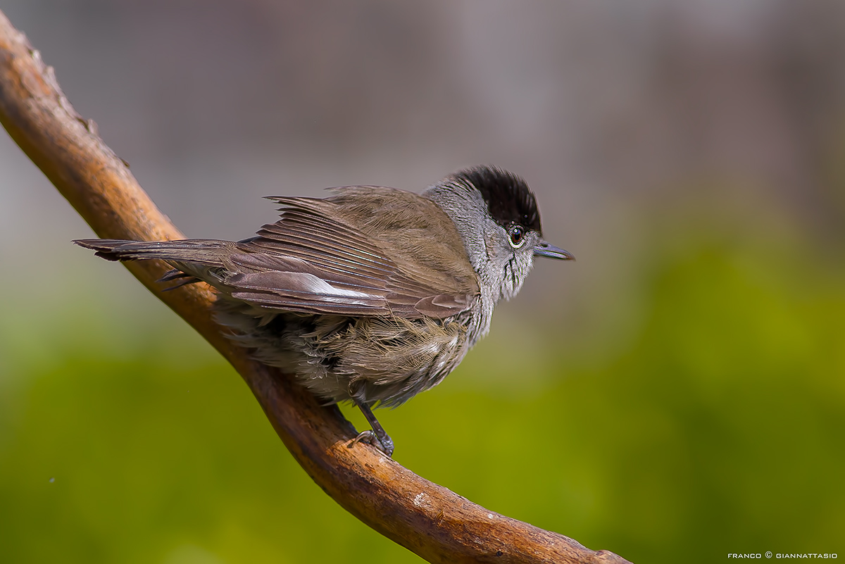 Blackcap.
