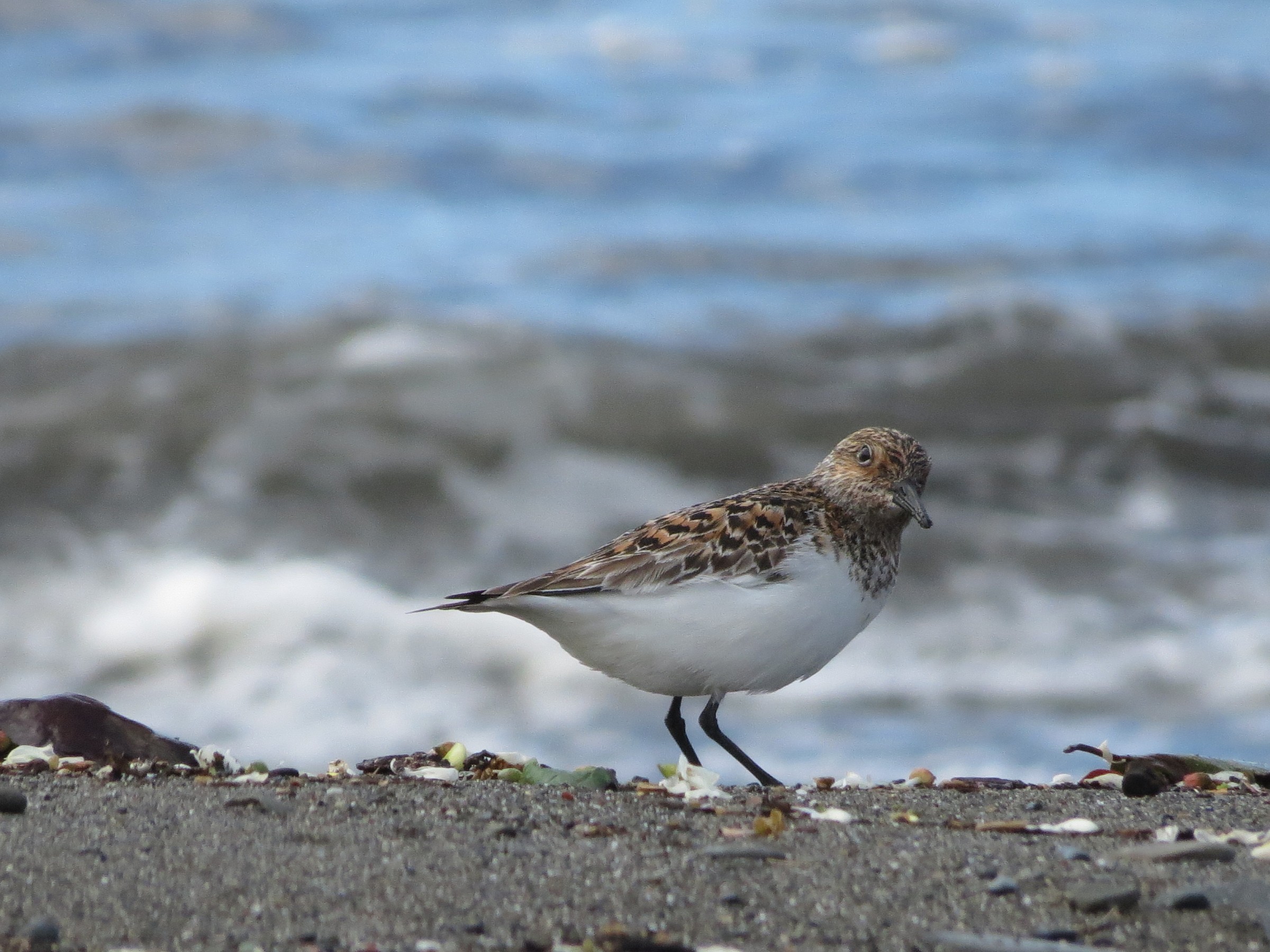 Sanderling
