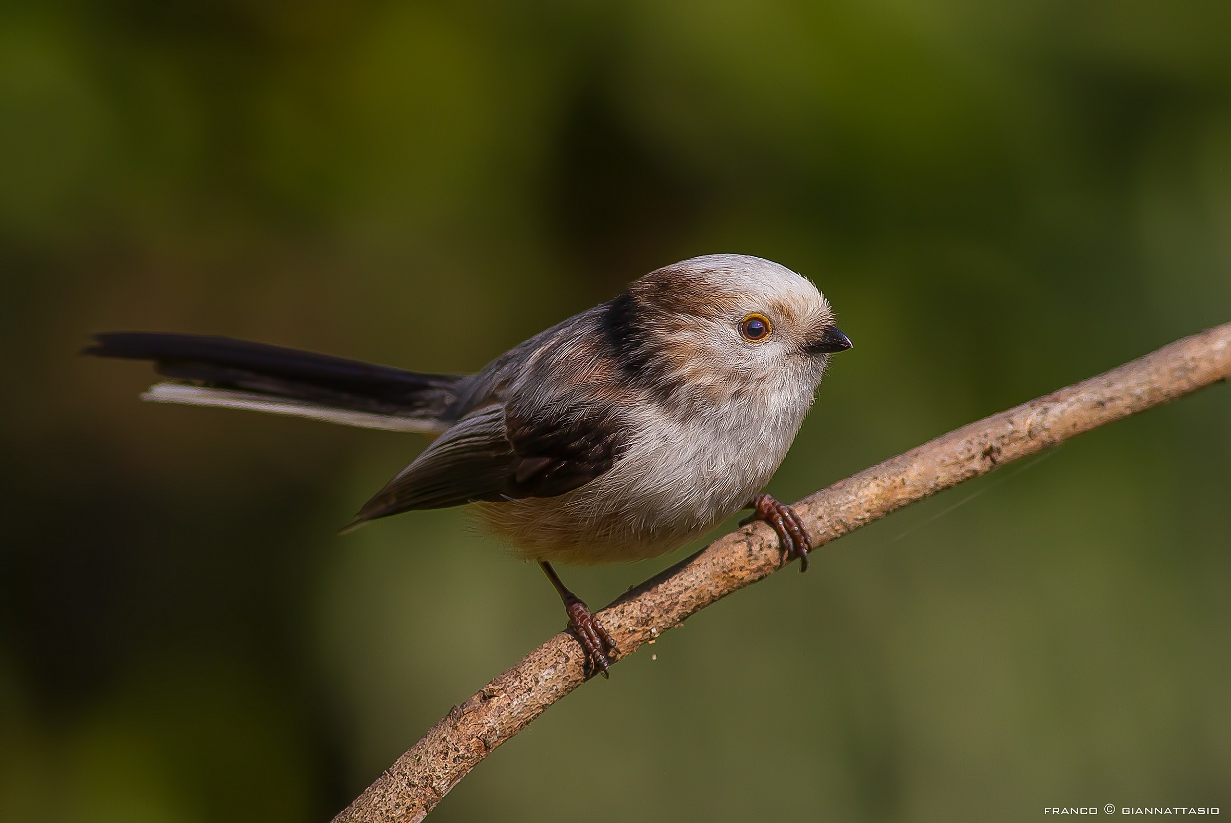 Long-tailed Tit small.