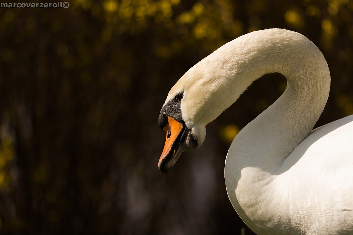 Portrait at the Swan