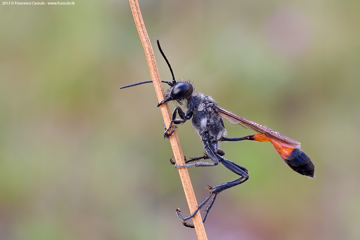 Ammophila Kirby, 1798