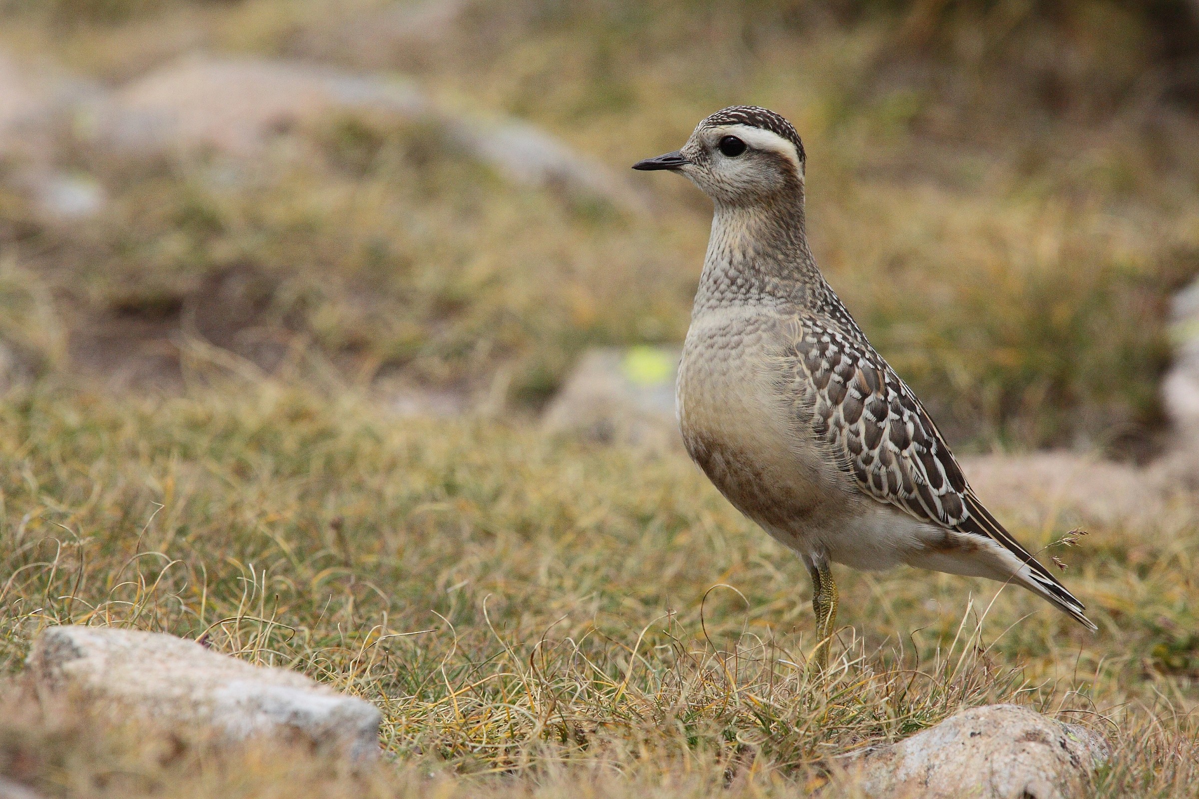 Dotterel