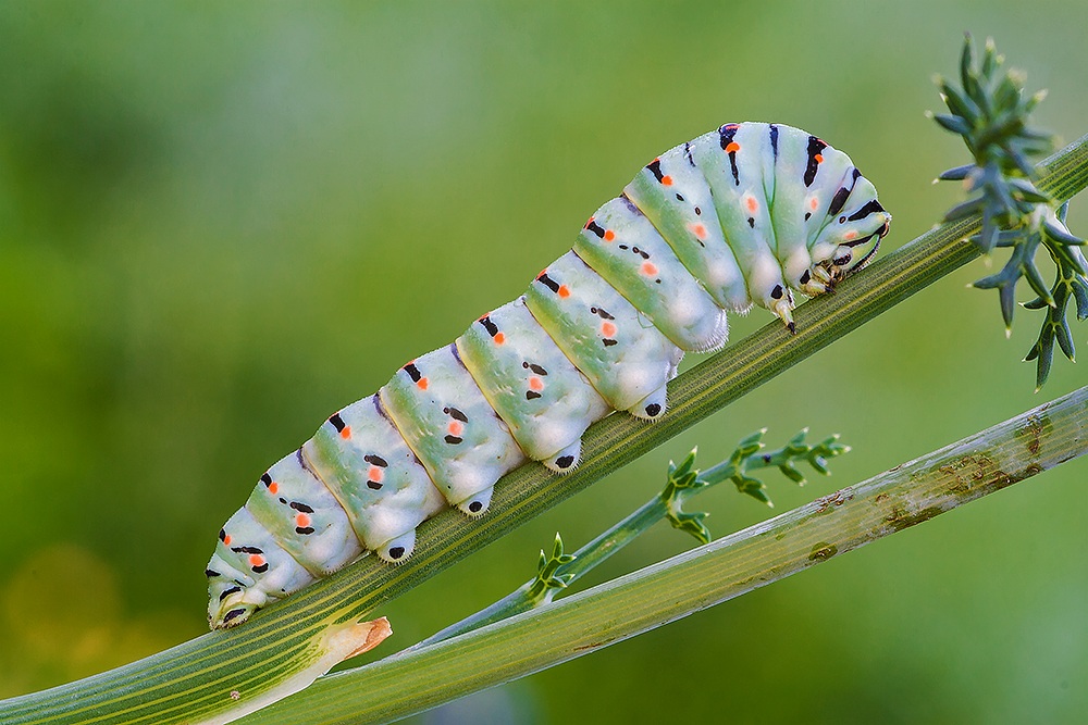 Caterpillar of swallowtail