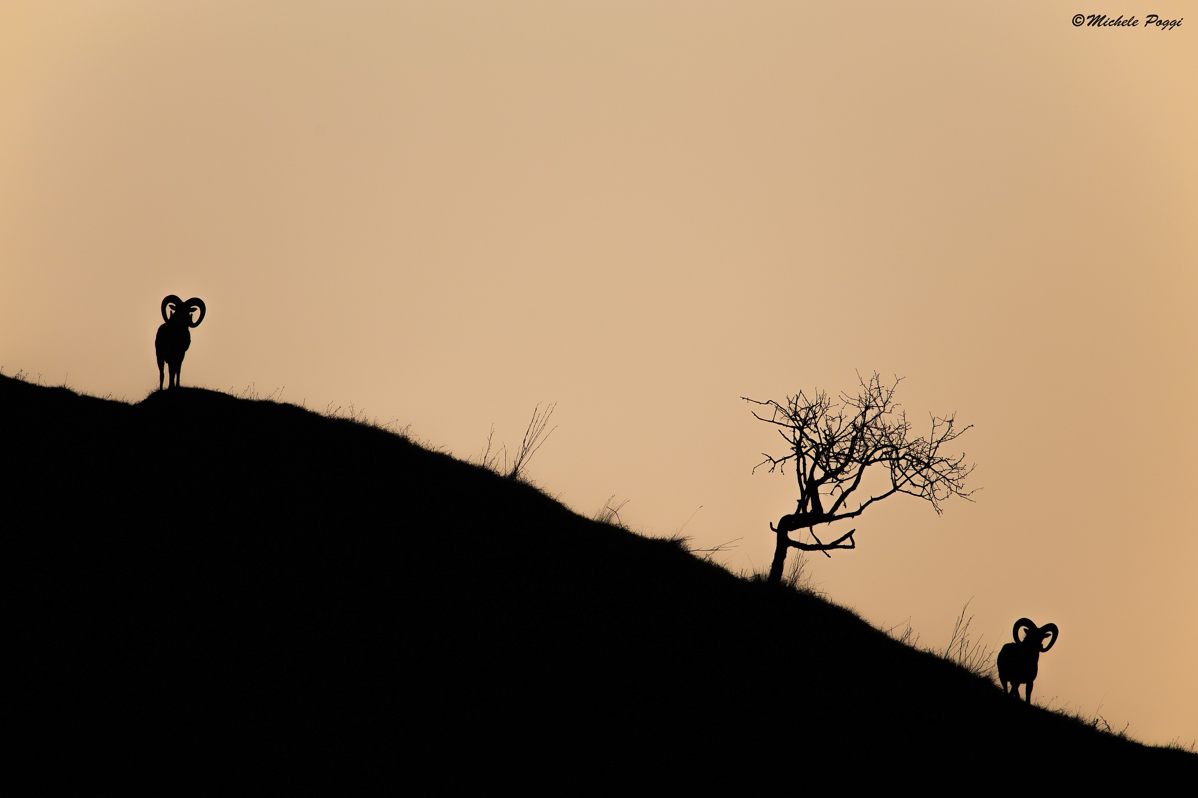 The Persuaders ....... Chamois