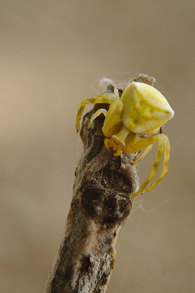 Thomisidae_Thomisus