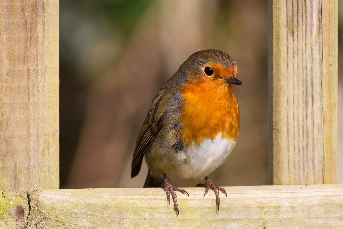 Robin in cornice di legno