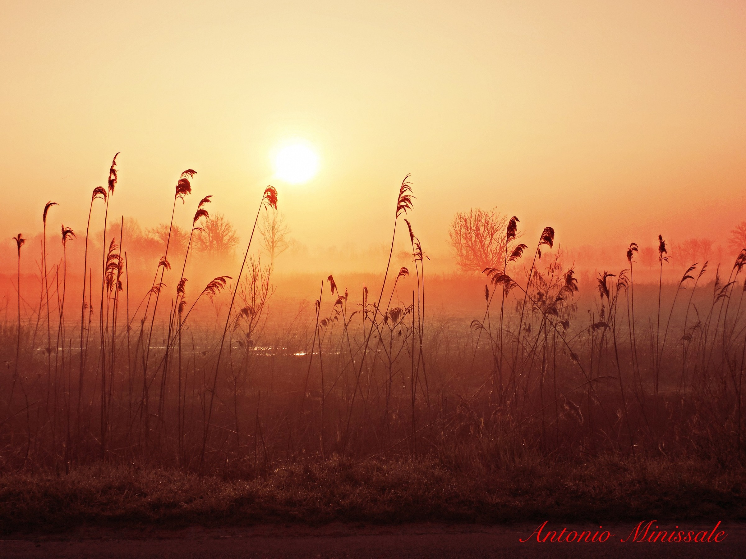 Rognano (pv), campagna pavese all'alba