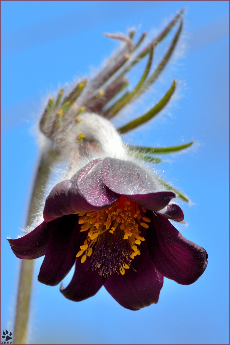 Pulsatilla nigricans