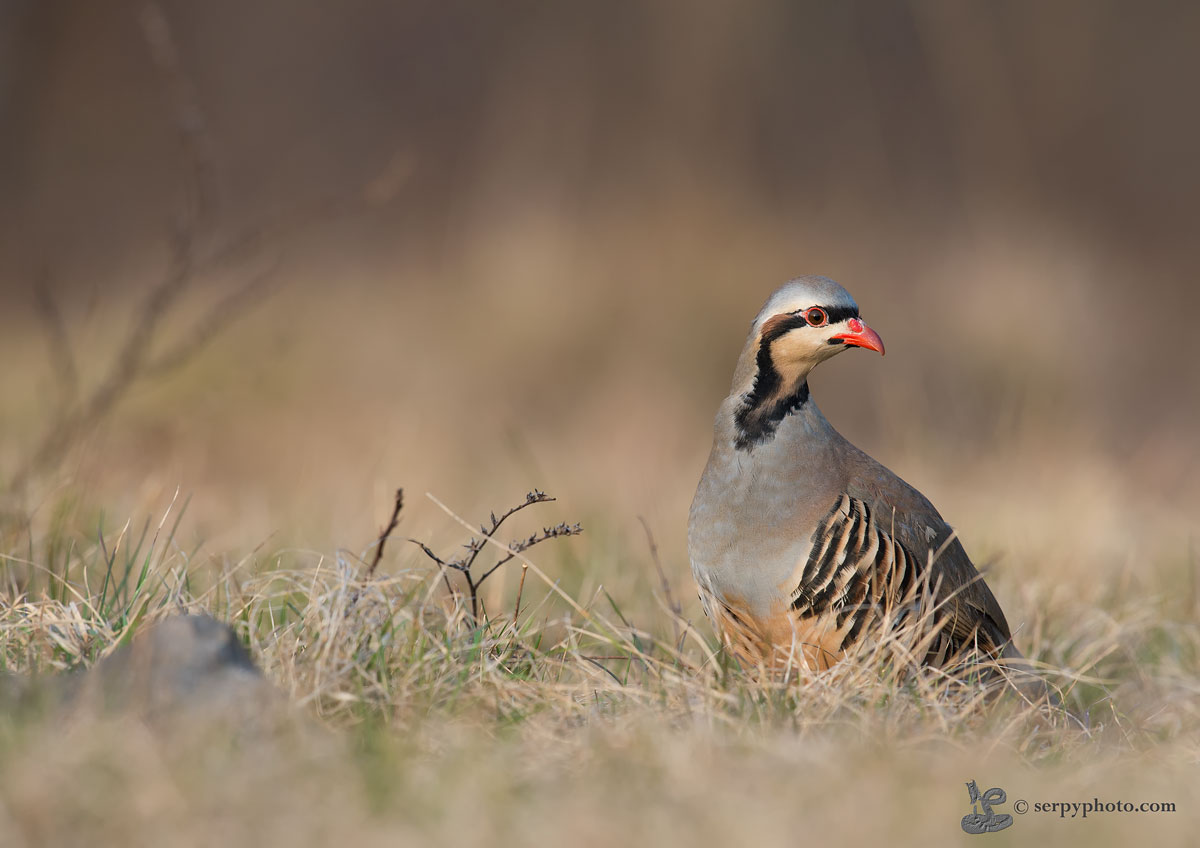 Al tramonto Coturnice