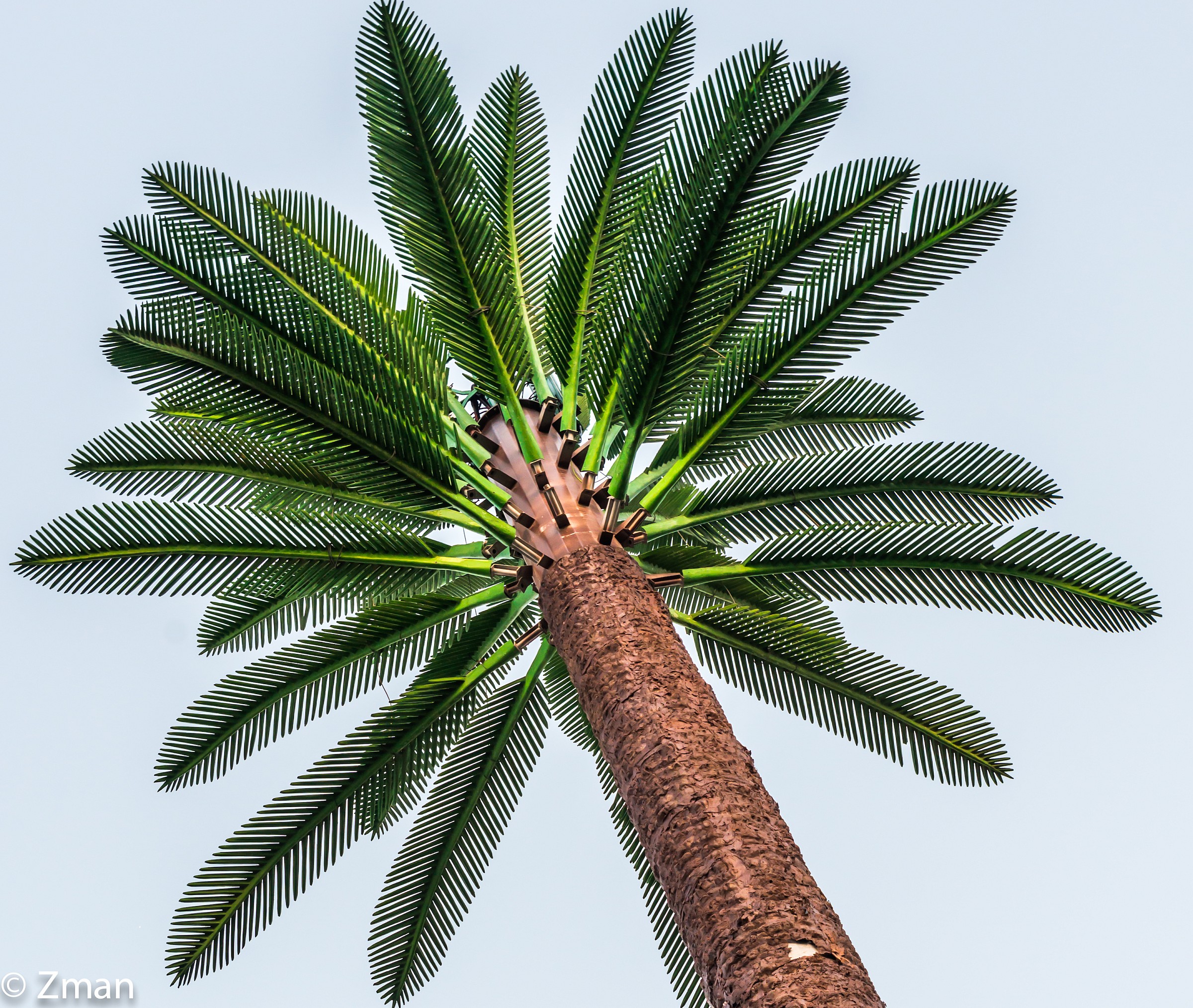 La torre New Telecomunicazioni in forma di Palm