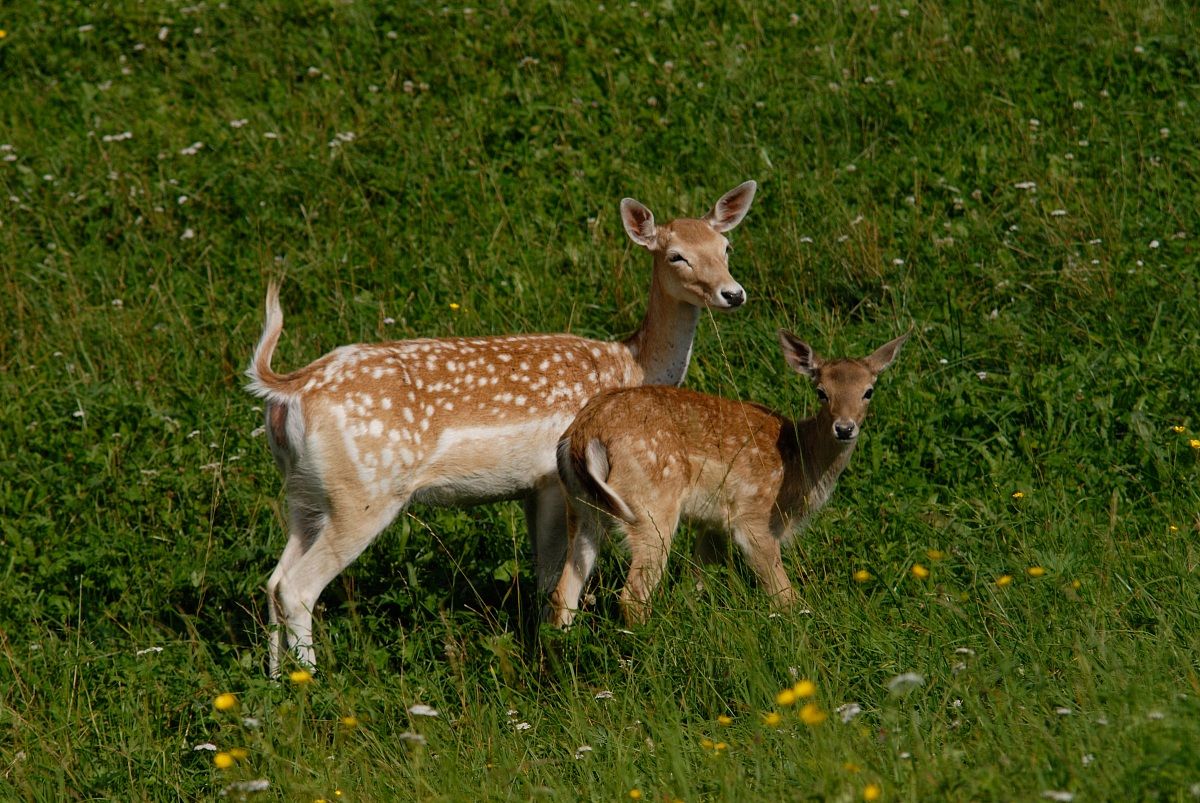 Femmina di Daino con cucciolo