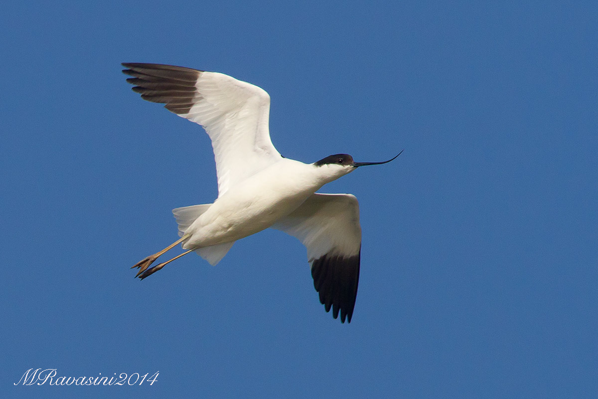Avocetta maschio in volo