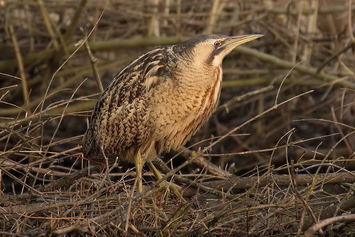 Tamrron 150-600mm Extreme ..!