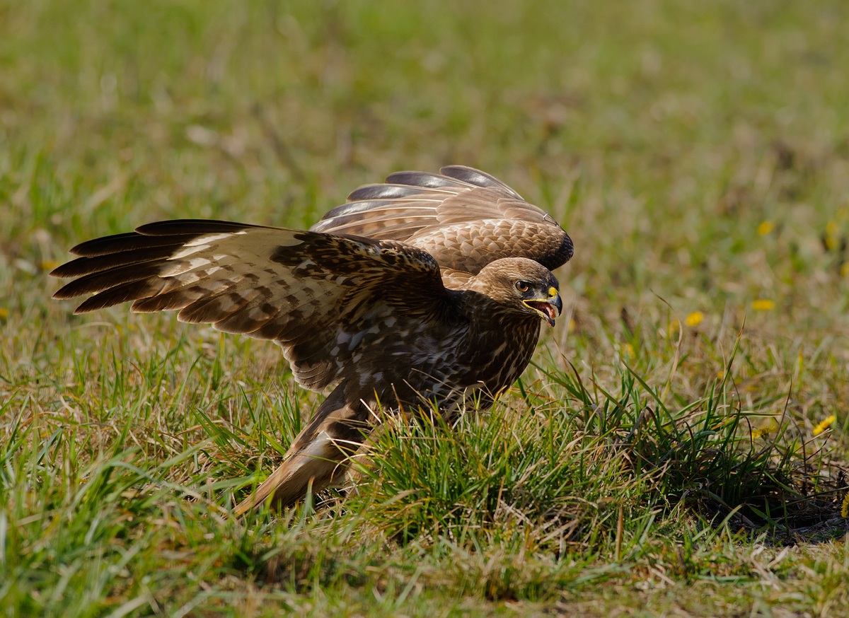 Buzzard