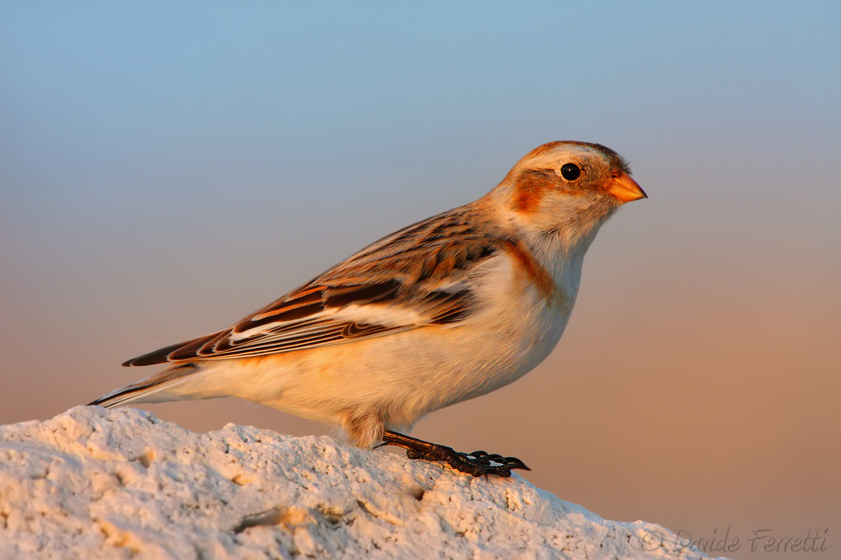 Snow Bunting at sea - the last light