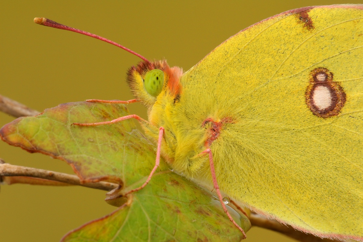 Colias hyale