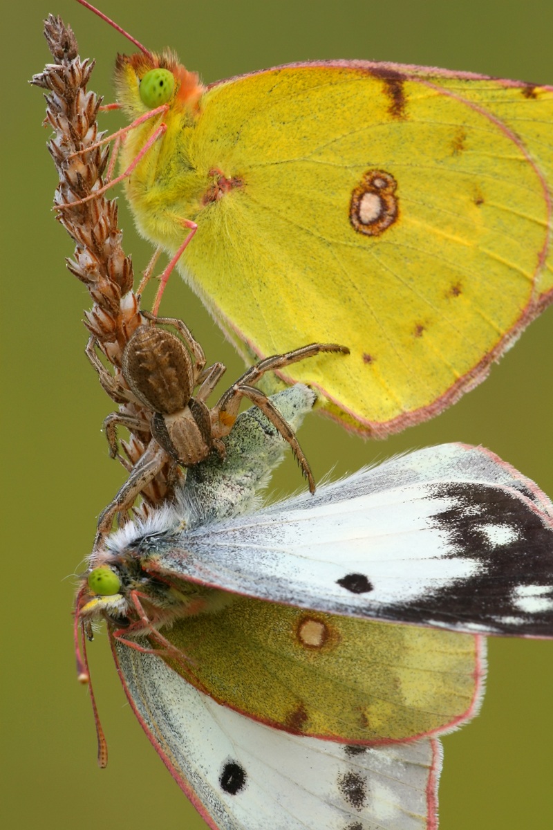 Colias hyale pair vs. Xysticus kochi