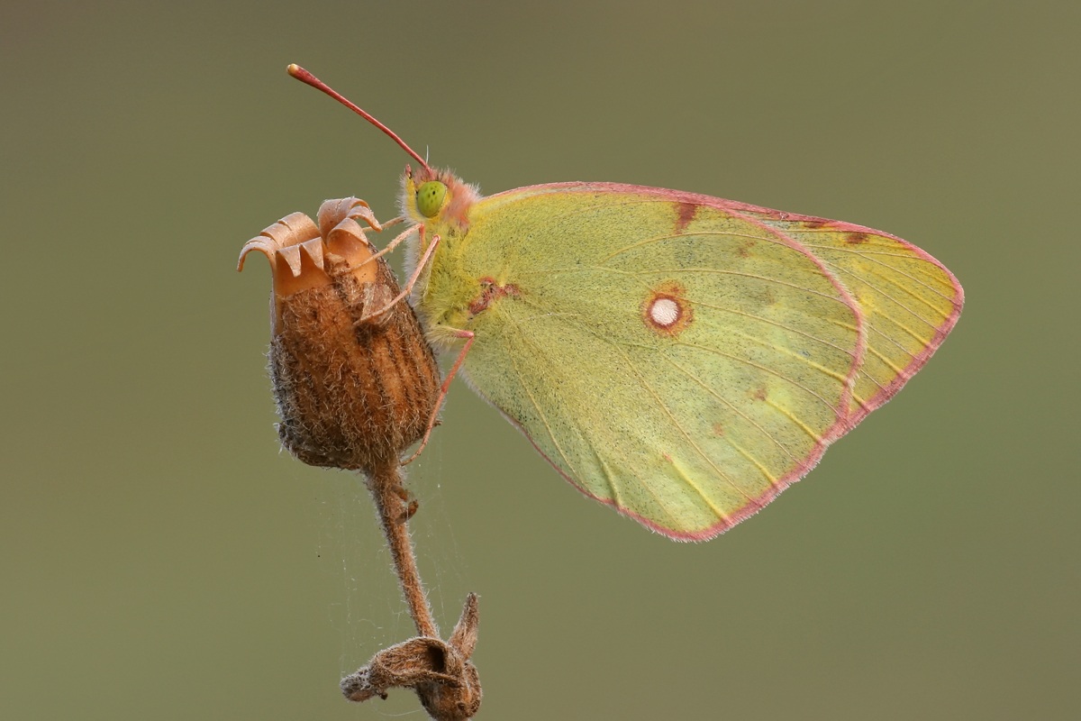 Colias hyale