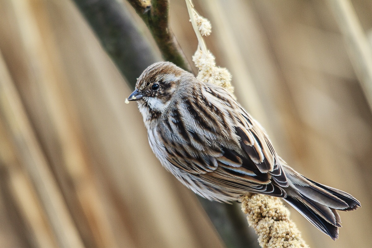 Migliairino di palude