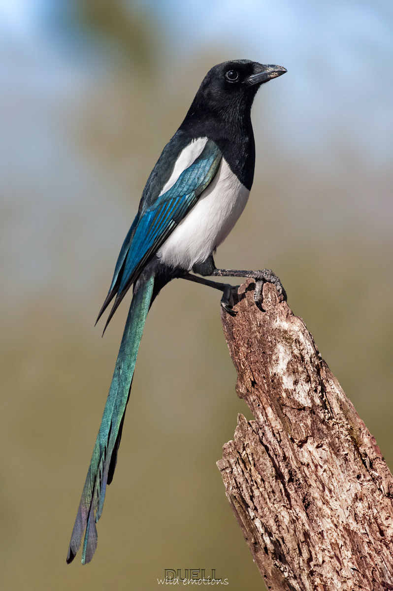 magpie