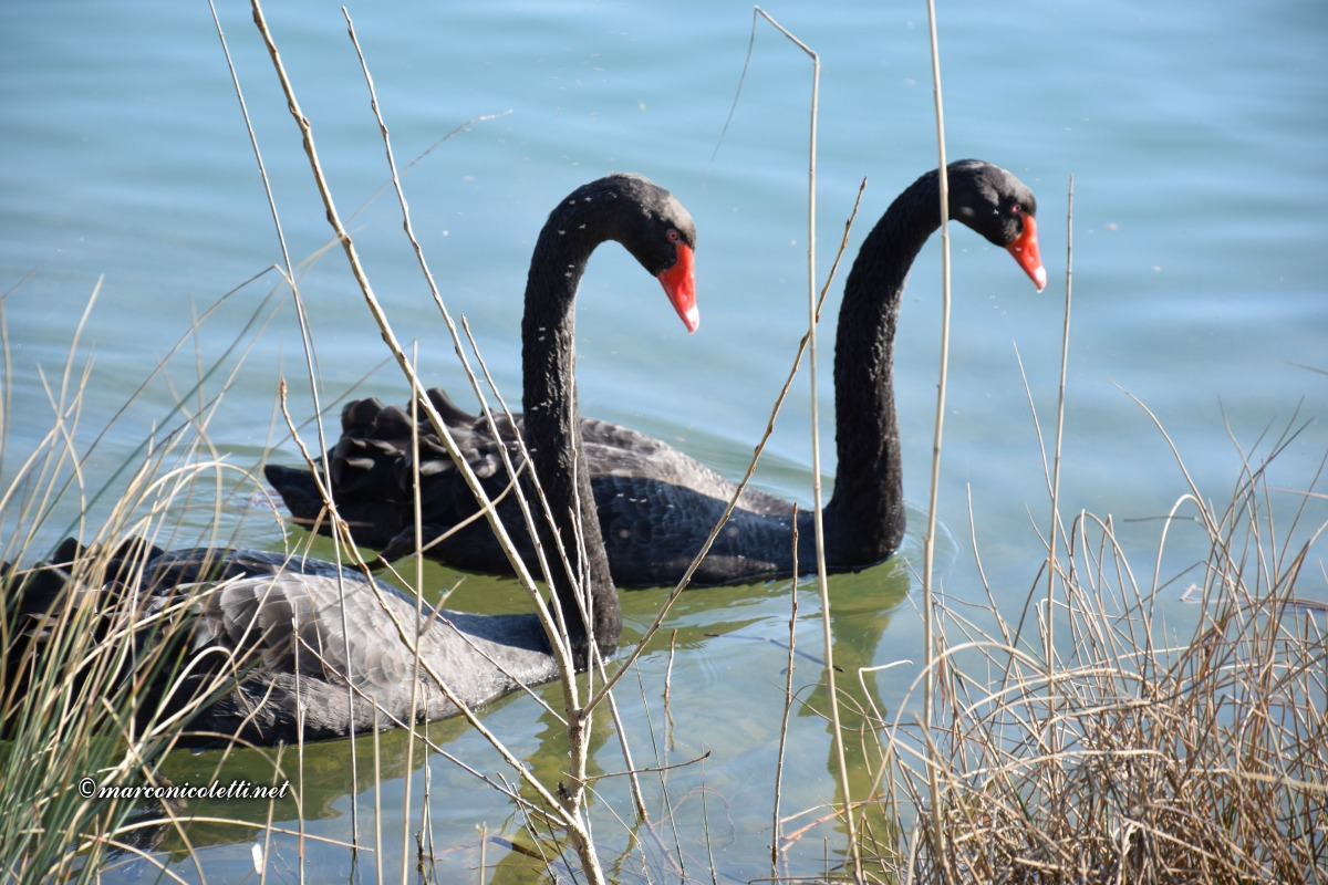 Cigni neri