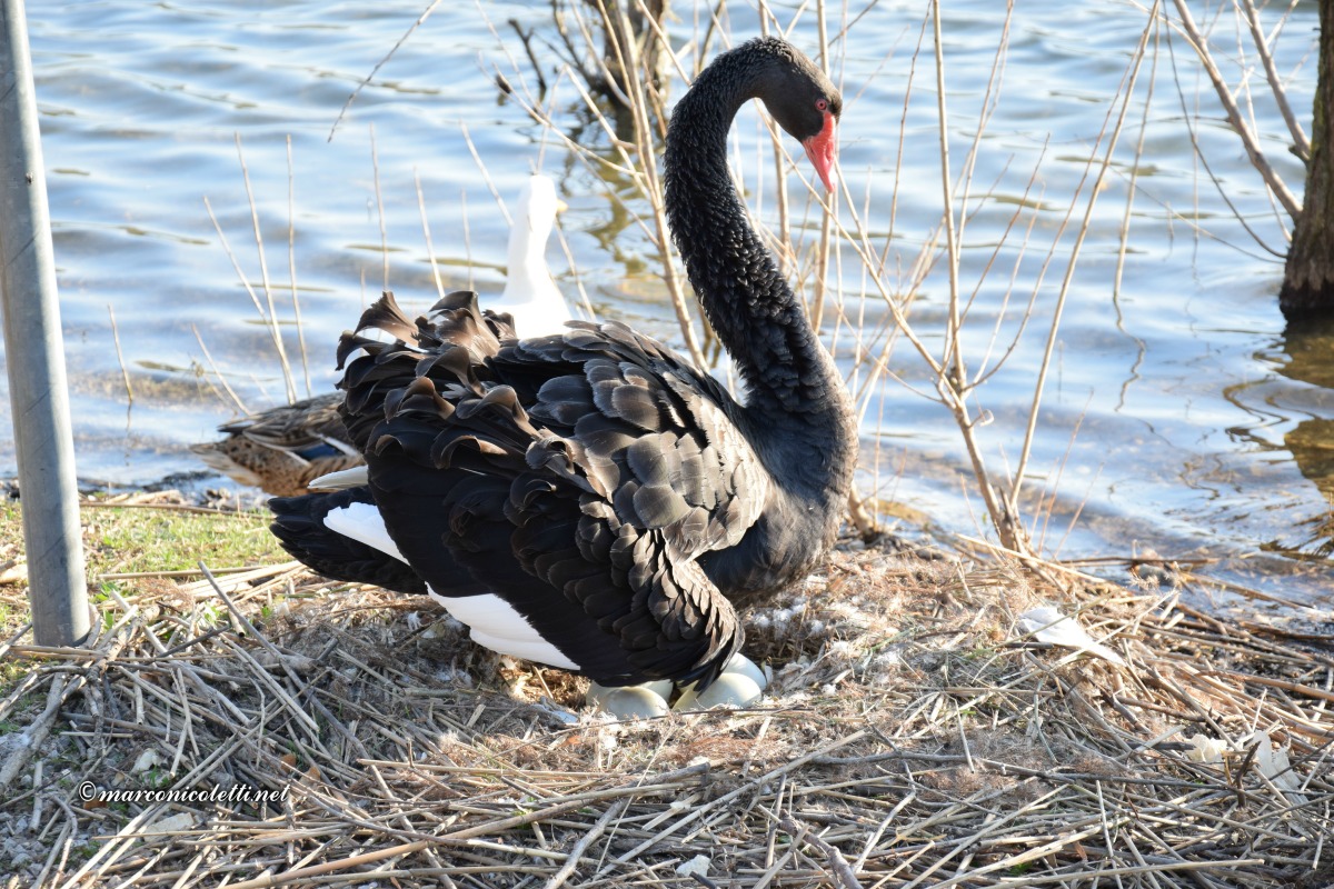 La cova del cigno nero