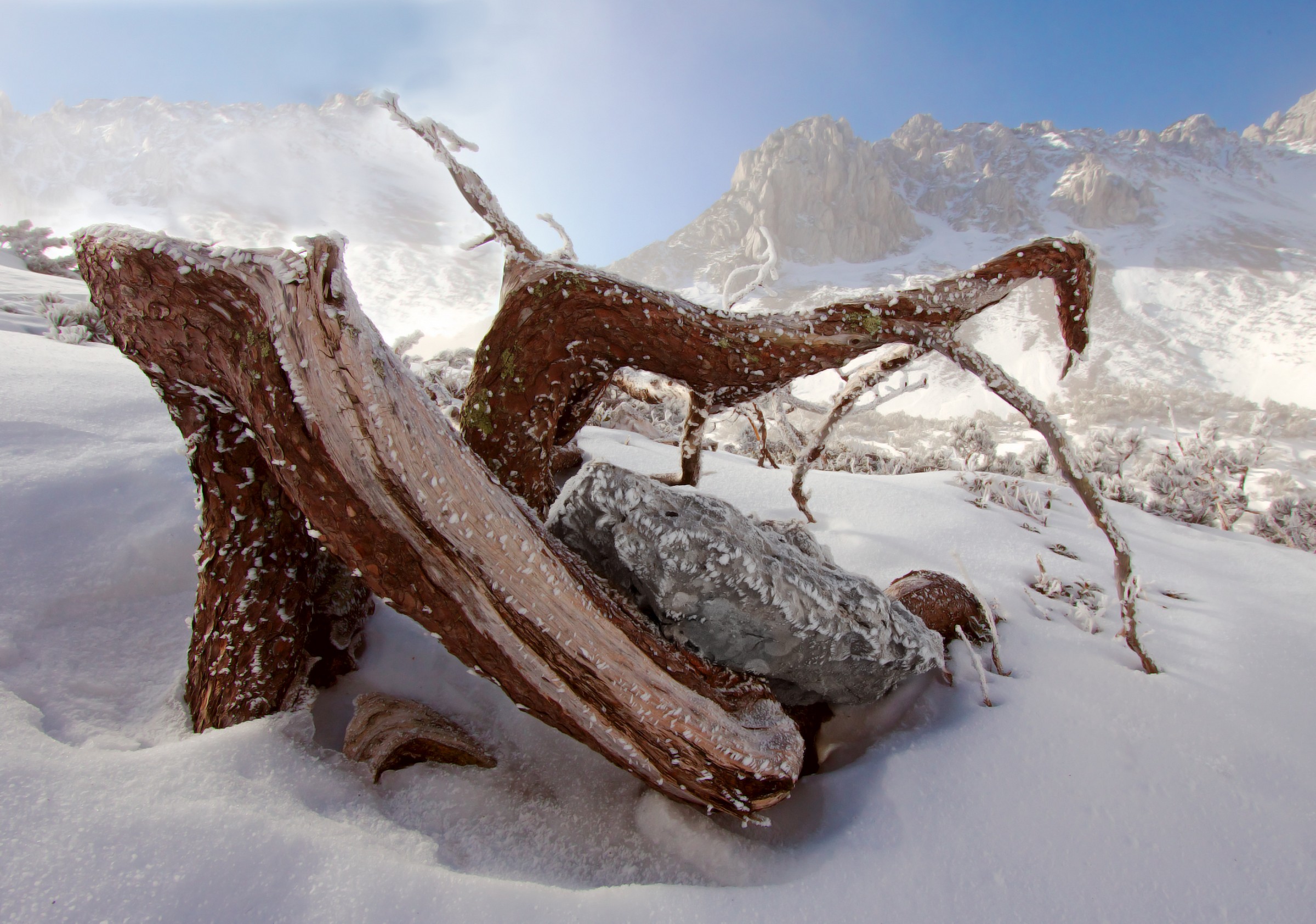 Grande mantis in Karawanks