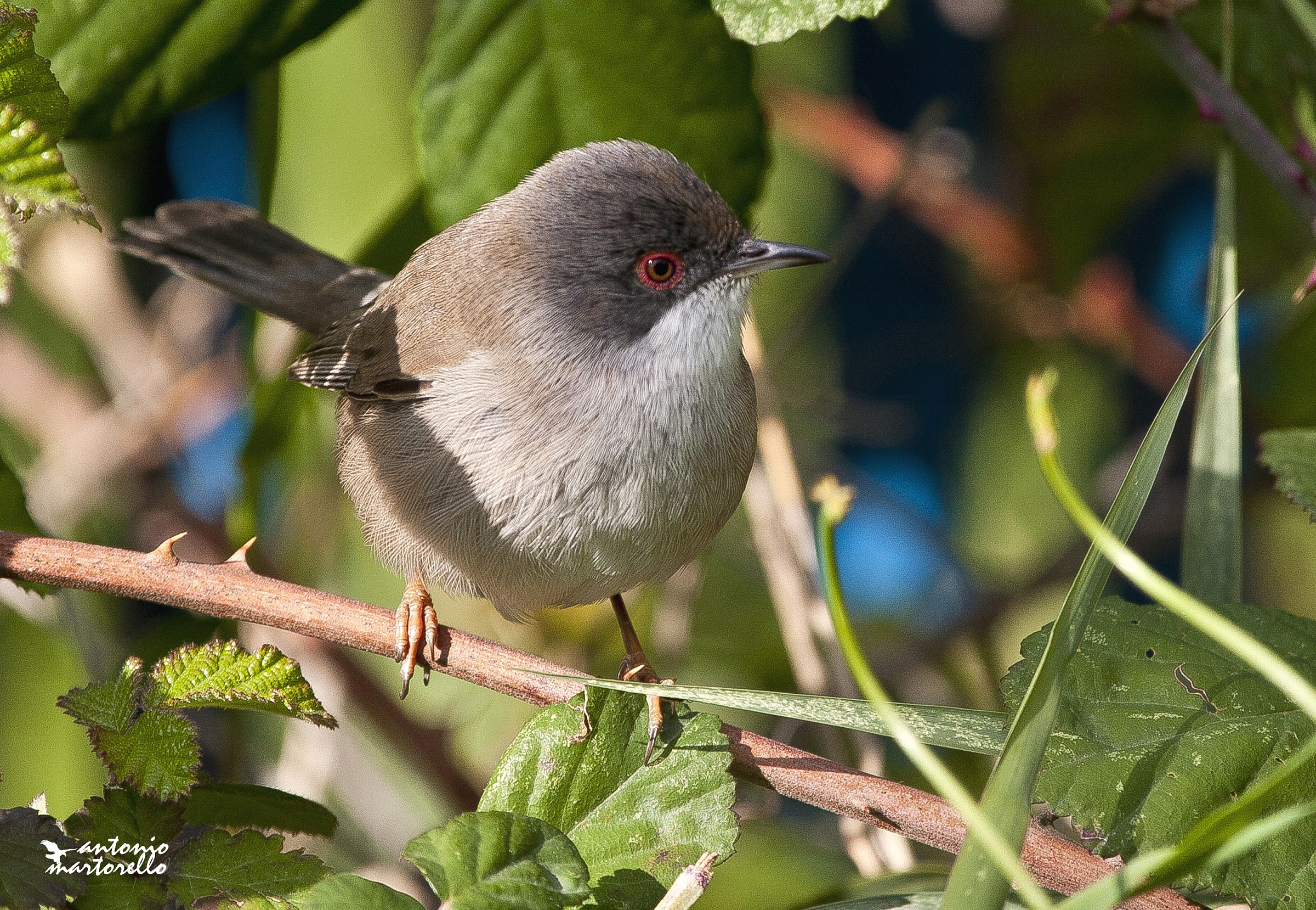 female warbler