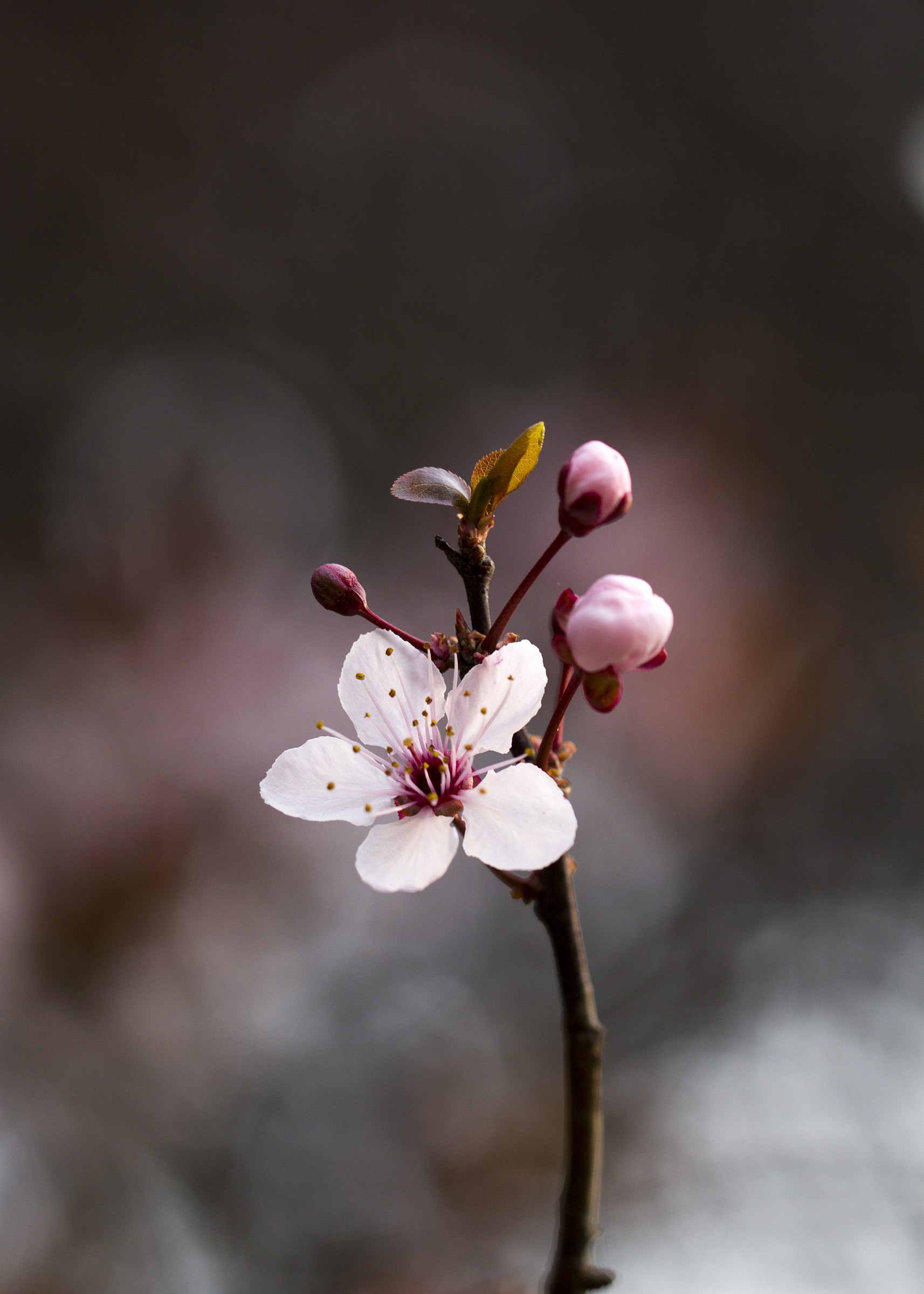 Various stages of evolution ...