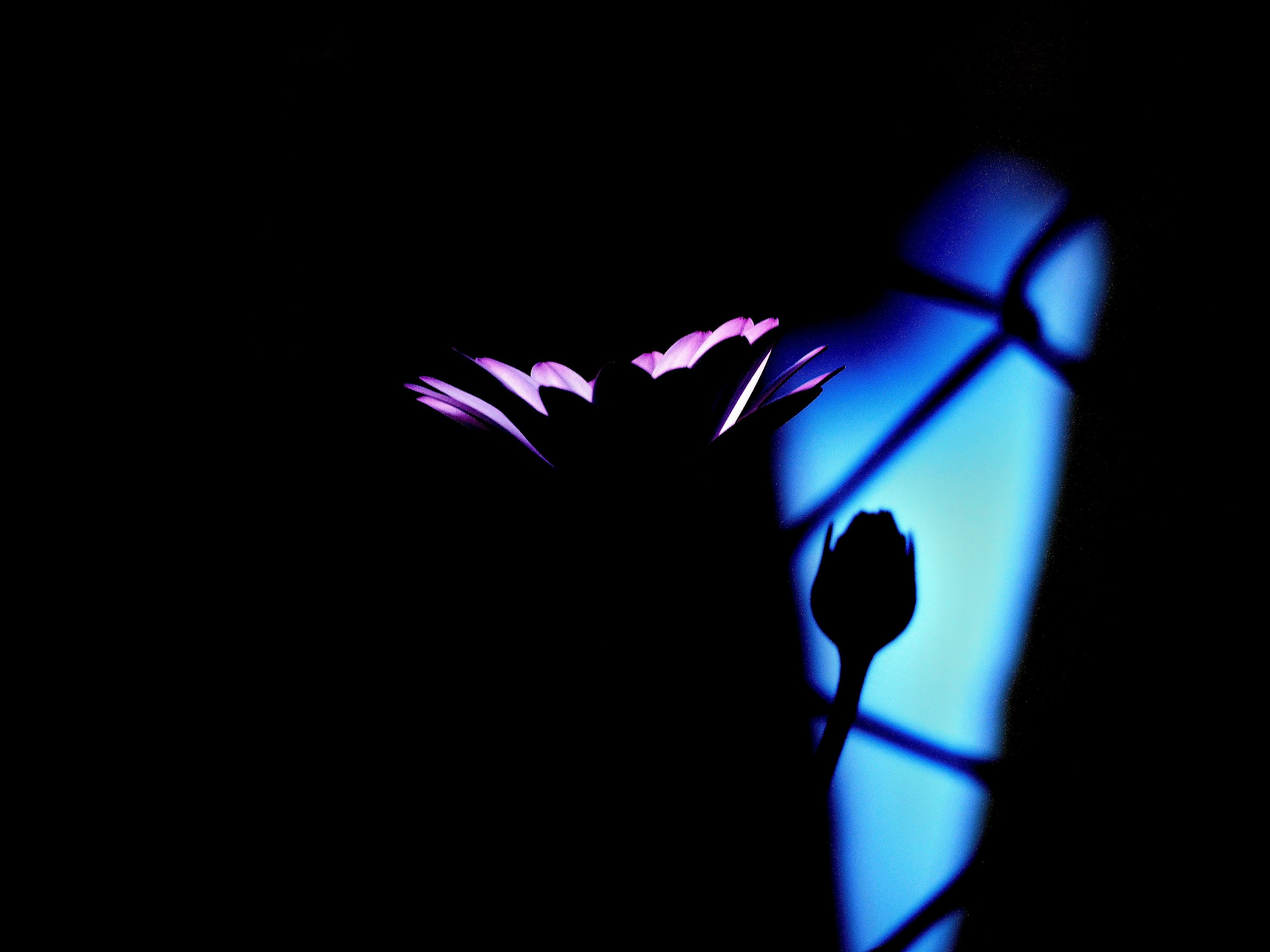 prisoners of darkness...............