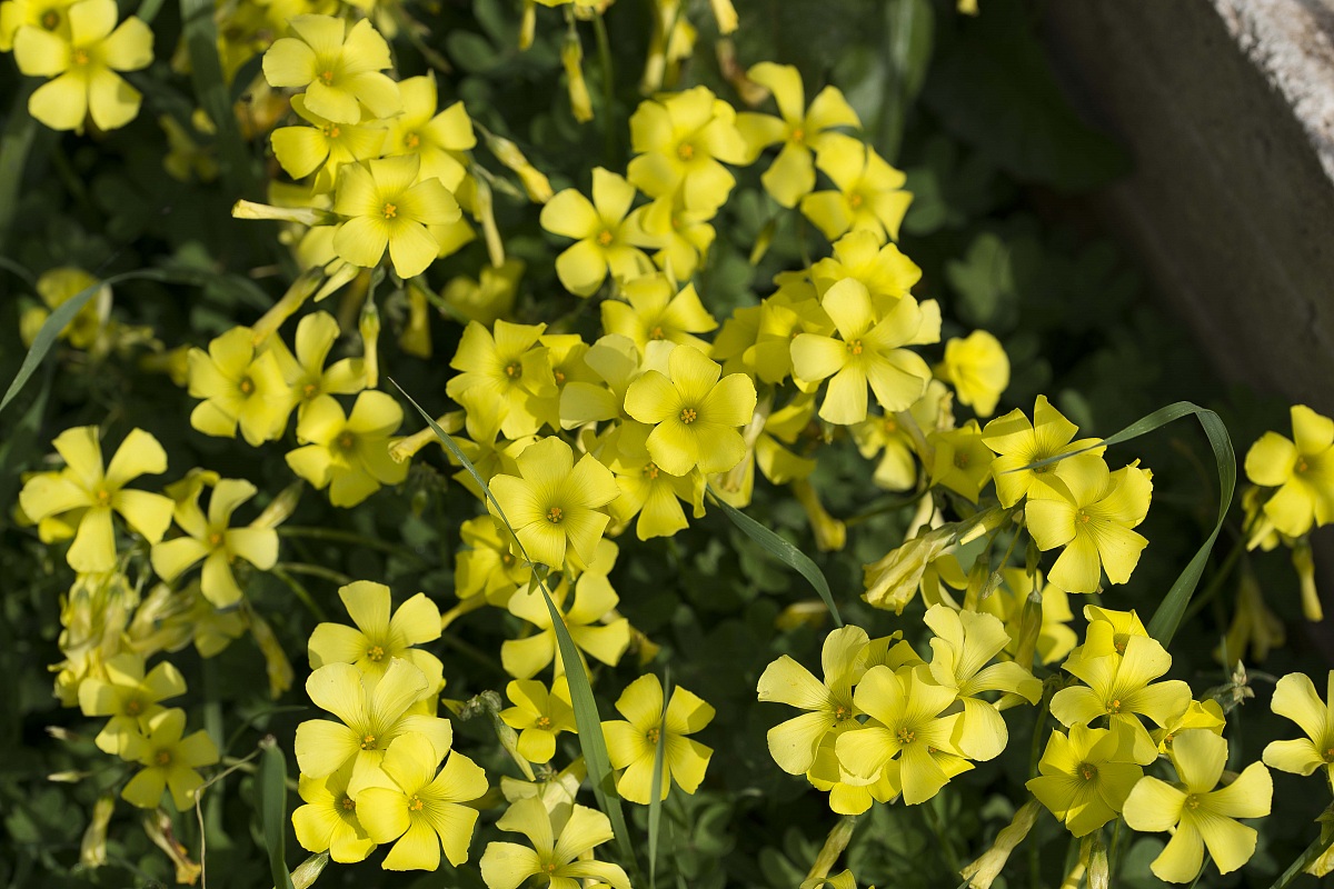 Acetosella (Oxalis pes-caprae)