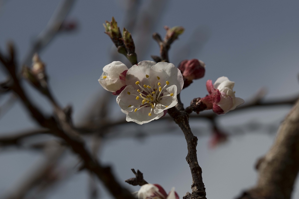Fiorescenza di albicocco