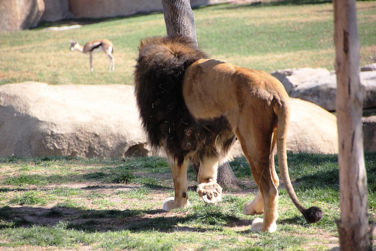 Every morning in Africa .....